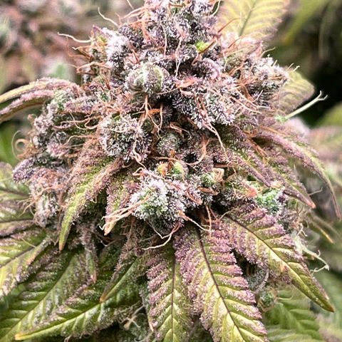 Gelato [Photo] (C.G. - 02) growlog timeline photo