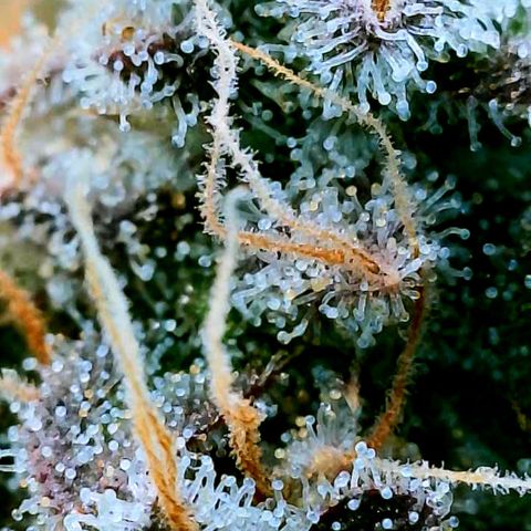 Gelato [Photo] (C.G. - 02) growlog timeline photo