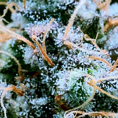 Gelato [Photo] (C.G. - 02) growlog timeline photo