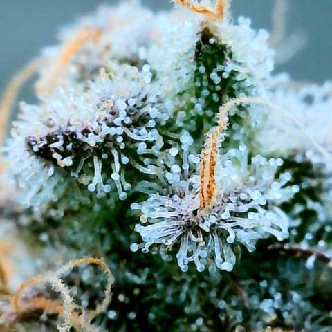Gelato [Photo] (C.G. - 02) growlog timeline photo
