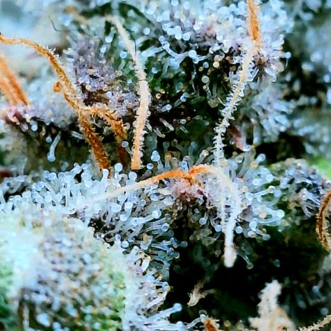 Gelato [Photo] (C.G. - 02) growlog timeline photo