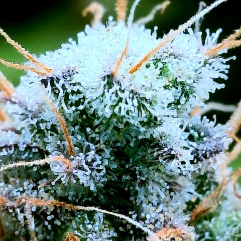 Gelato [Photo] (C.G. - 02) growlog timeline photo