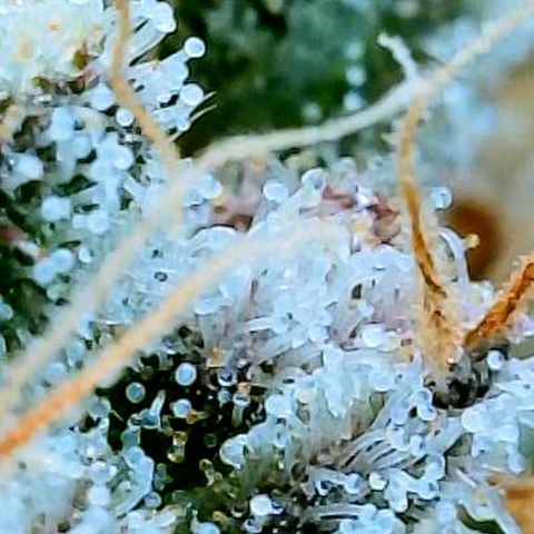 Gelato [Photo] (C.G. - 02) growlog timeline photo