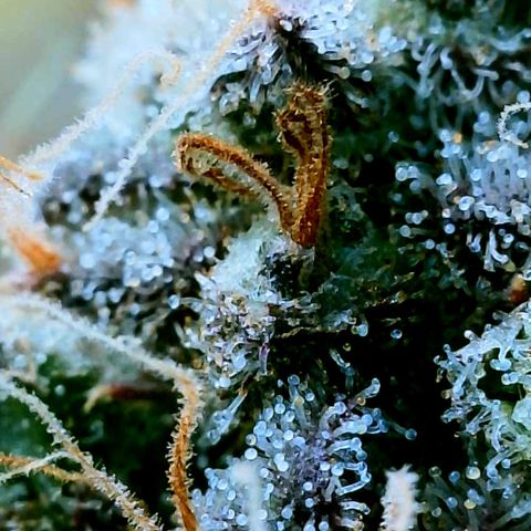 Gelato [Photo] (C.G. - 02) growlog timeline photo