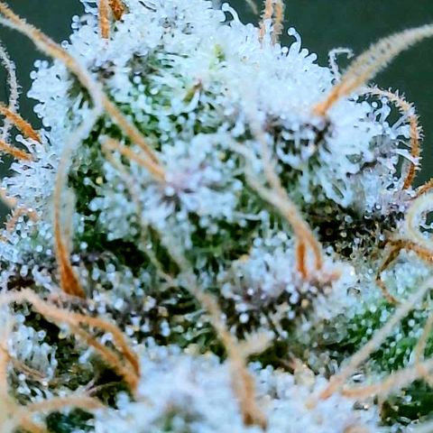 Gelato [Photo] (C.G. - 02) growlog timeline photo
