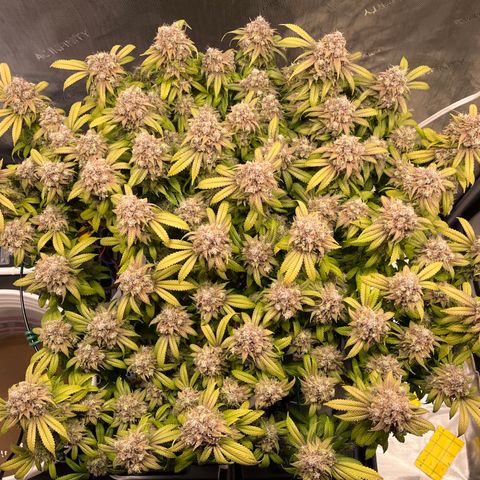 Gelato [Photo] (C.G. - 02) growlog timeline photo