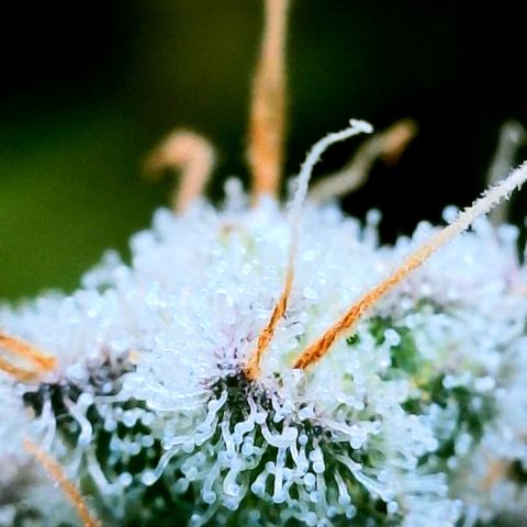 Gelato [Photo] (C.G. - 02) growlog timeline photo