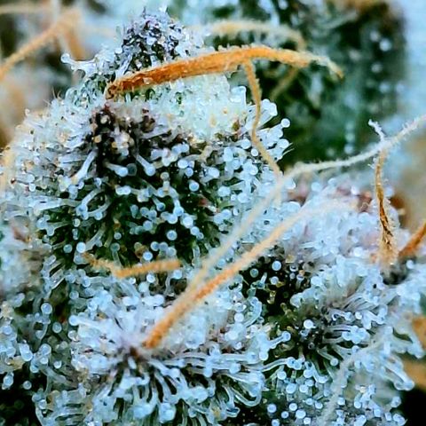 Gelato [Photo] (C.G. - 02) growlog timeline photo