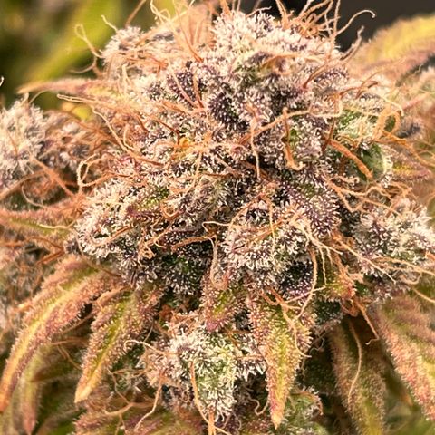 Gelato [Photo] (C.G. - 02) growlog timeline photo
