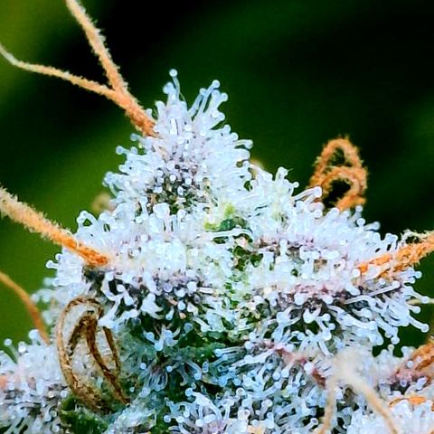 Gelato [Photo] (C.G. - 02) growlog timeline photo
