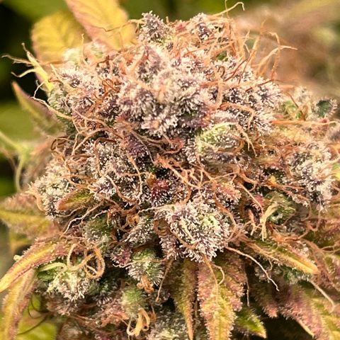 Gelato [Photo] (C.G. - 02) growlog timeline photo