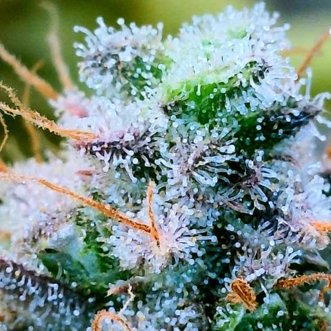 Gelato [Photo] (C.G. - 02) growlog timeline photo