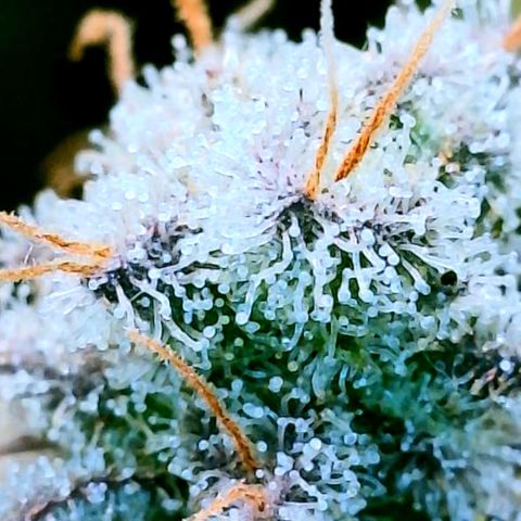 Gelato [Photo] (C.G. - 02) growlog timeline photo
