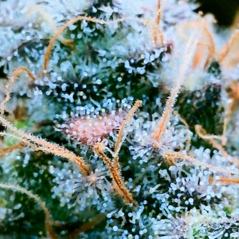 Gelato [Photo] (C.G. - 02) growlog timeline photo