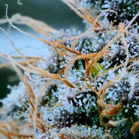 Gelato [Photo] (C.G. - 02) growlog timeline photo