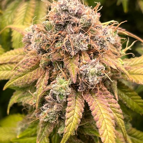 Gelato [Photo] (C.G. - 02) growlog timeline photo