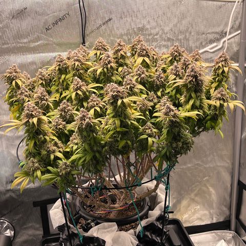 Gelato [Photo] (C.G. - 02) growlog timeline photo