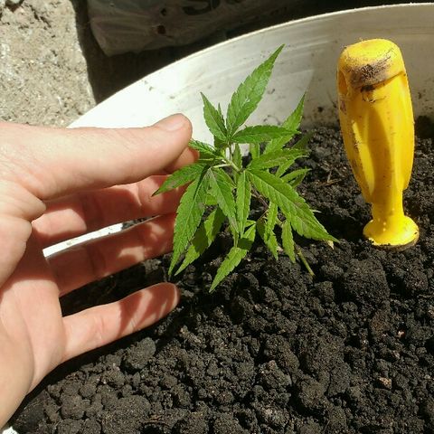 Cheirosa growlog timeline photo