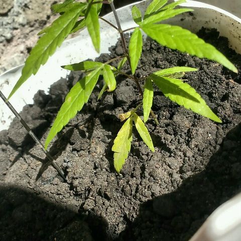 Cheirosa growlog timeline photo