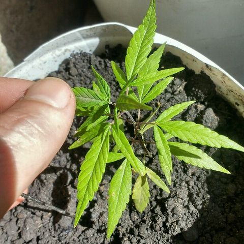 Cheirosa growlog timeline photo