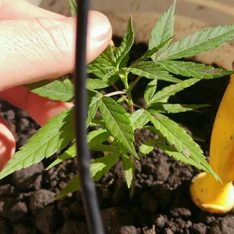 Cheirosa growlog timeline photo