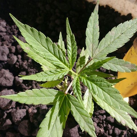 Cheirosa growlog timeline photo