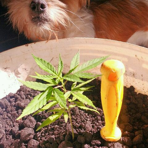 Cheirosa growlog timeline photo
