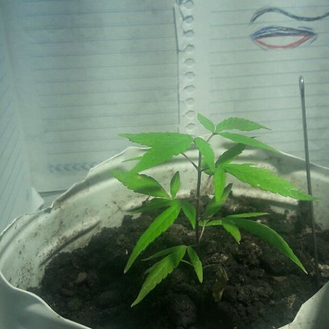 Cheirosa growlog timeline photo