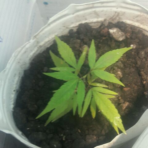 Cheirosa growlog timeline photo
