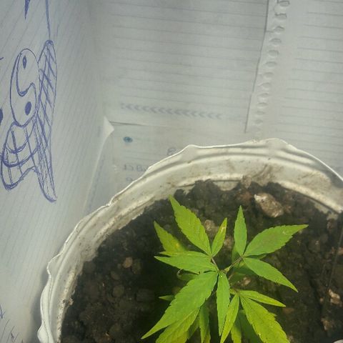Cheirosa growlog timeline photo