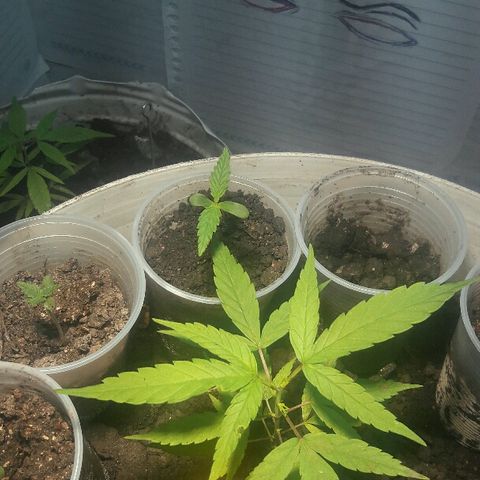Cheirosa growlog timeline photo