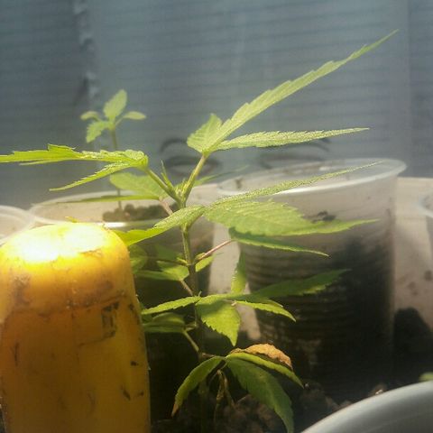 Cheirosa growlog timeline photo
