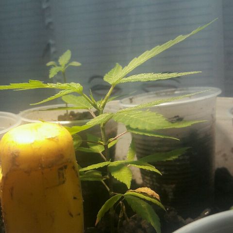 Cheirosa growlog timeline photo