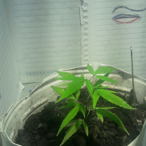 Cheirosa growlog timeline photo