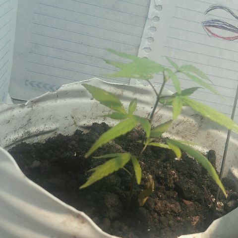 Cheirosa growlog timeline photo