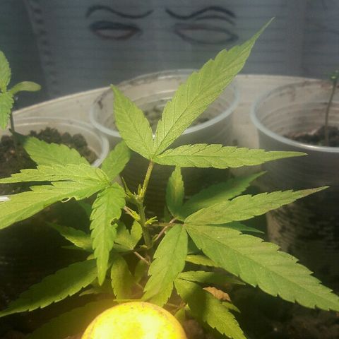 Cheirosa growlog timeline photo