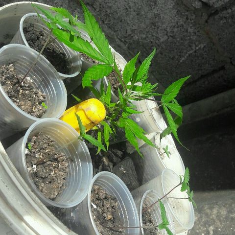 Cheirosa growlog timeline photo