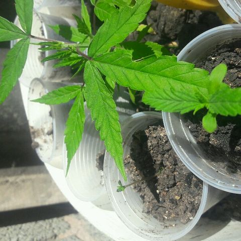 Cheirosa growlog timeline photo
