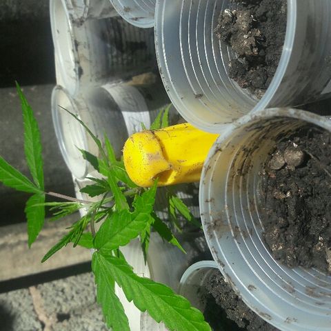 Cheirosa growlog timeline photo