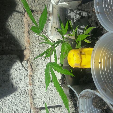 Cheirosa growlog timeline photo