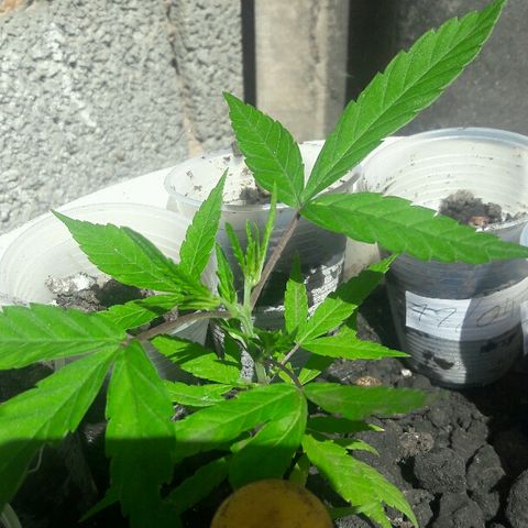 Cheirosa growlog timeline photo