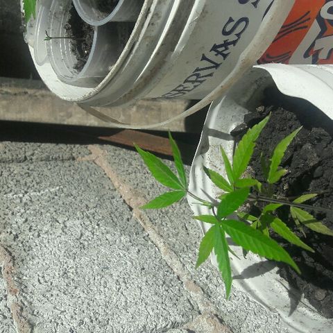 Cheirosa growlog timeline photo