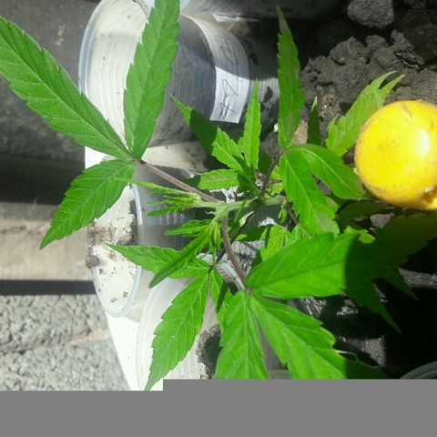 Cheirosa growlog timeline photo