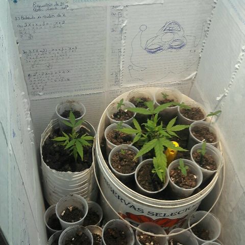 Cheirosa growlog timeline photo