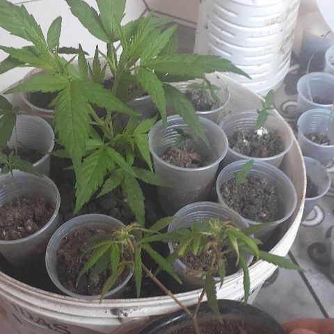 Cheirosa growlog timeline photo