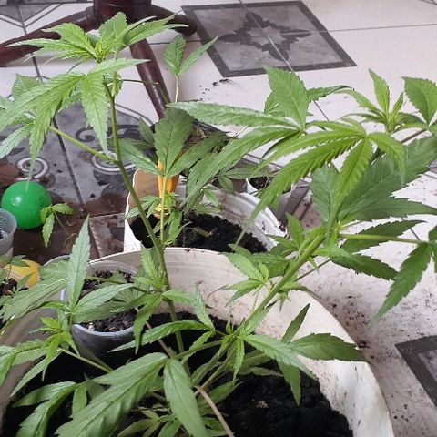 Cheirosa growlog timeline photo