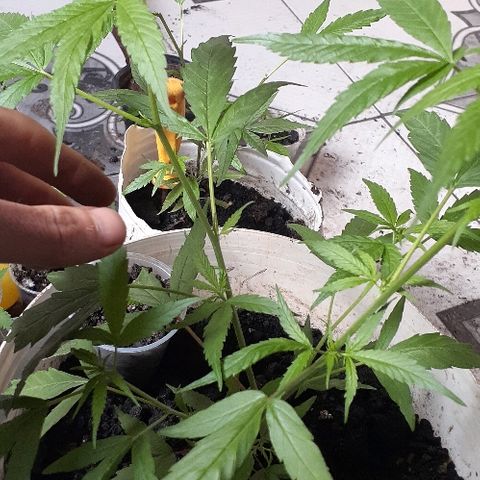 Cheirosa growlog timeline photo