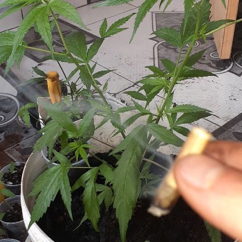 Cheirosa growlog timeline photo