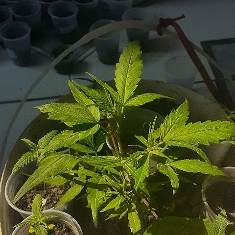 Cheirosa growlog timeline photo