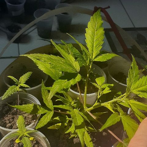 Cheirosa growlog timeline photo